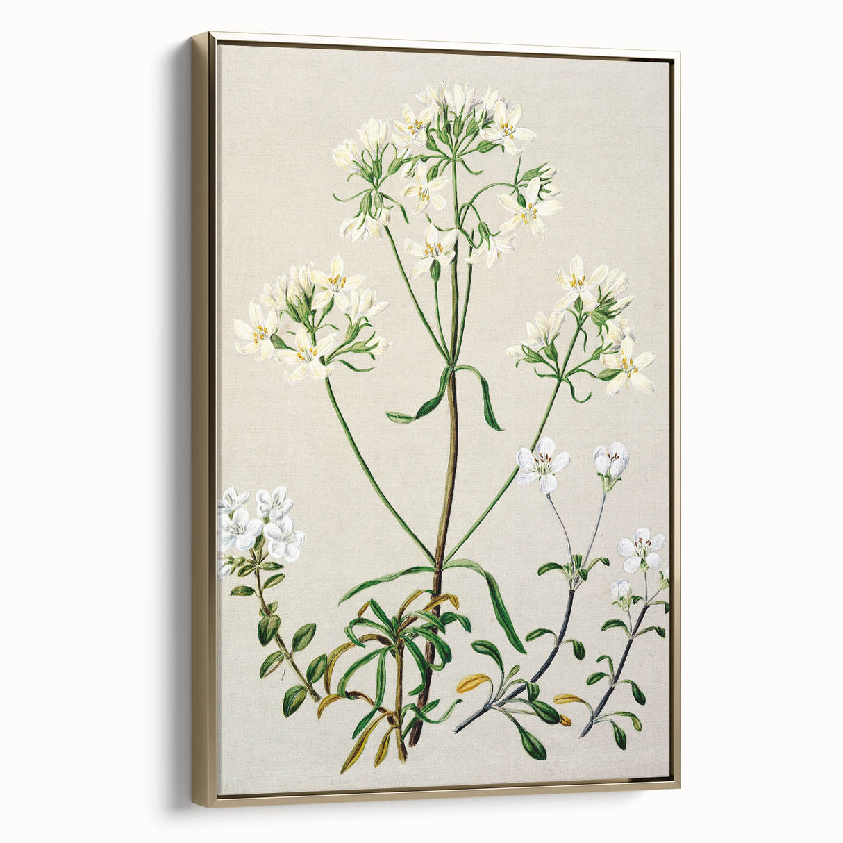 Realism Art Print of New Zealand Gentian - Vintage Botanical Illustration