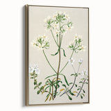 Realism Art Print of New Zealand Gentian - Vintage Botanical Illustration