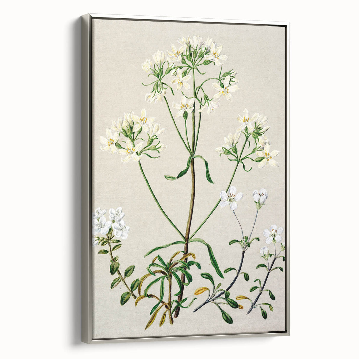 Realism Art Print of New Zealand Gentian - Vintage Botanical Illustration