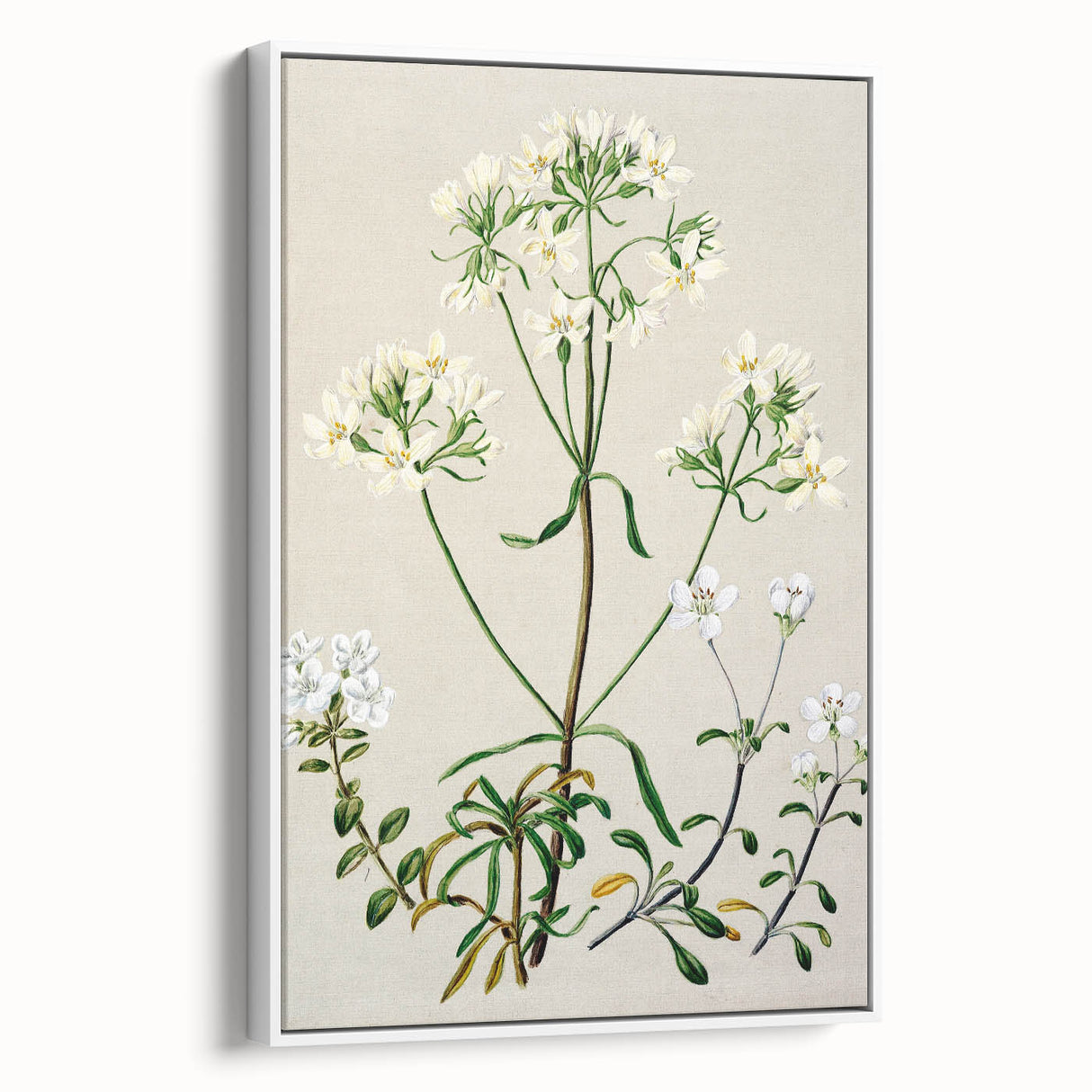 Realism Art Print of New Zealand Gentian - Vintage Botanical Illustration