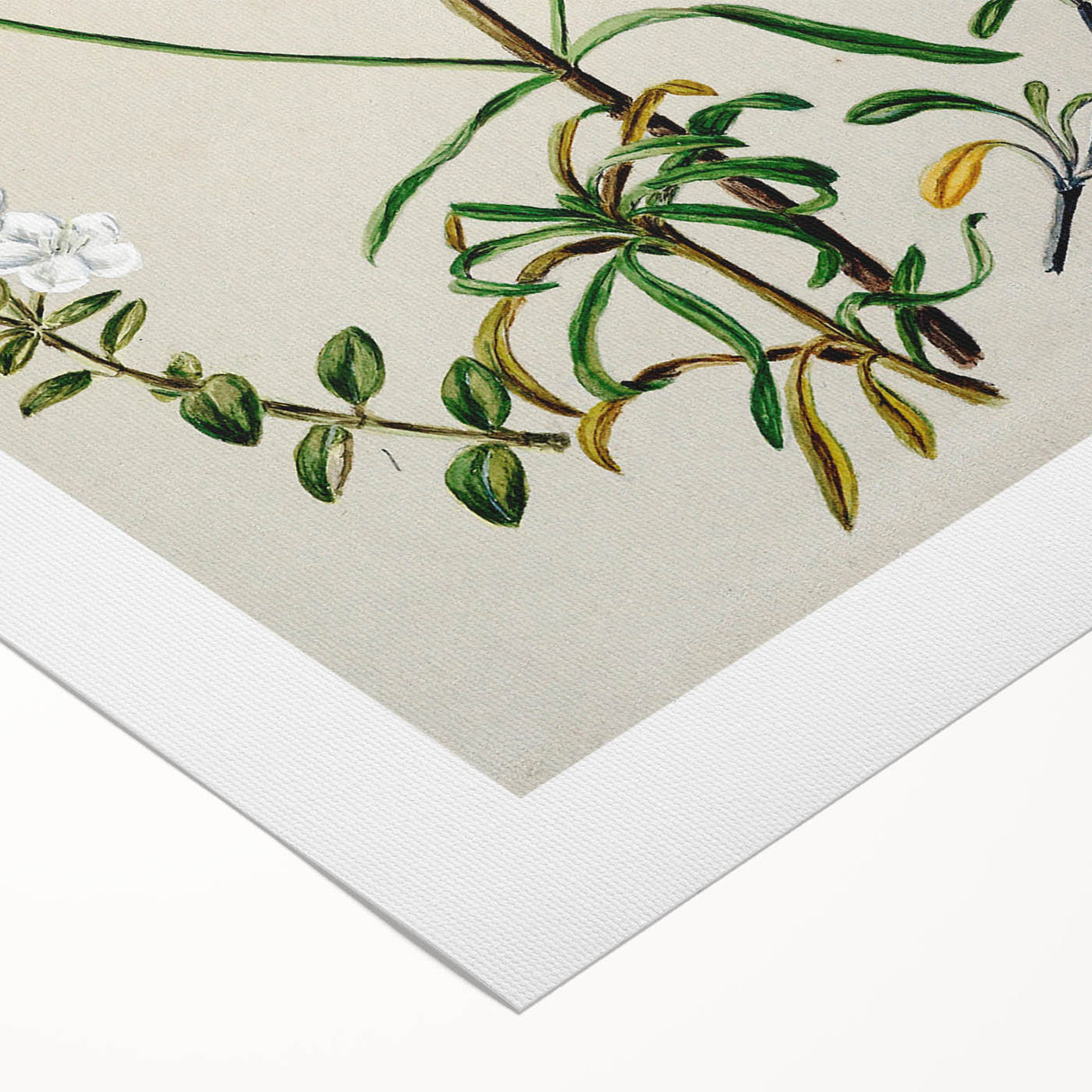 Realism Art Print of New Zealand Gentian - Vintage Botanical Illustration
