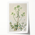Realism Art Print of New Zealand Gentian - Vintage Botanical Illustration