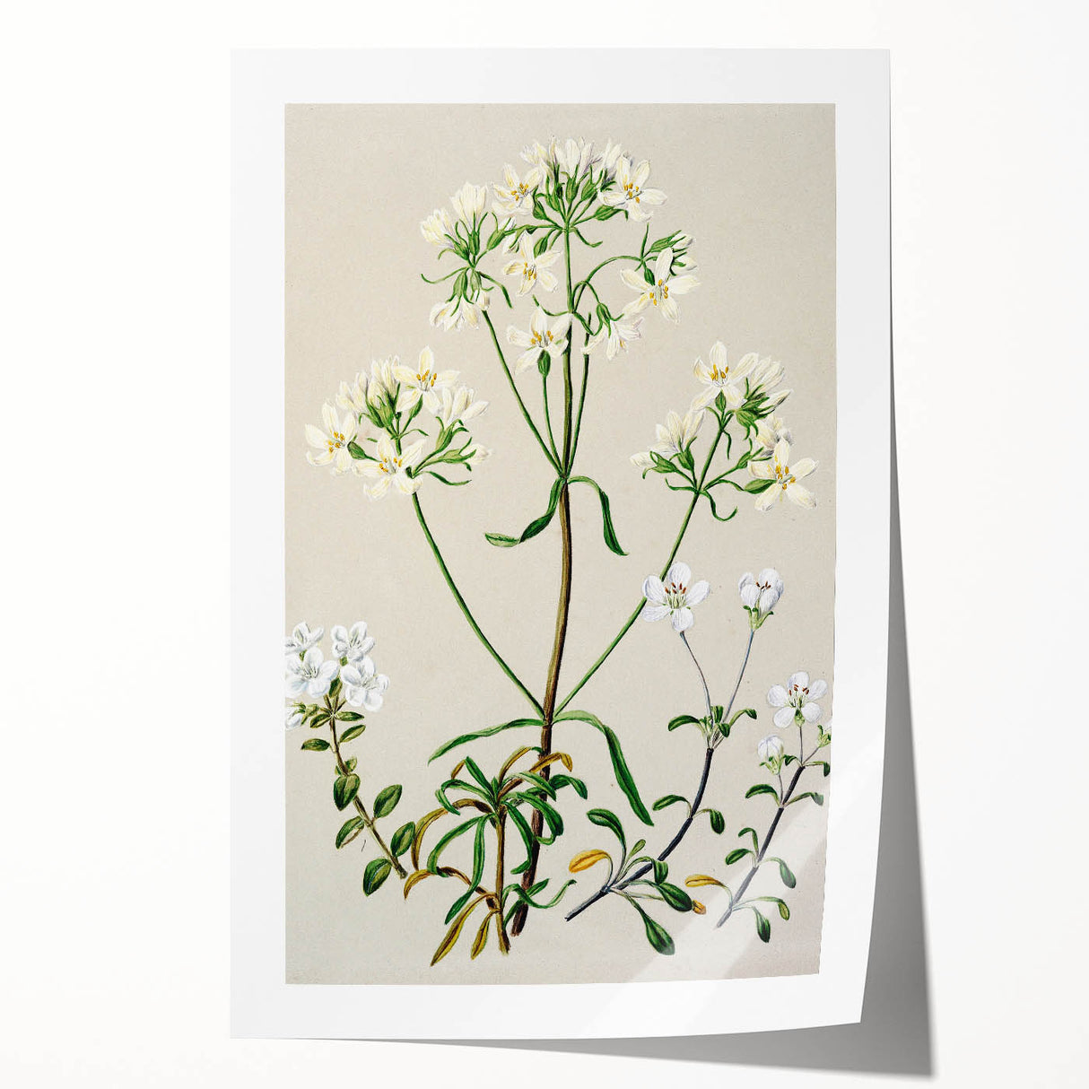 Realism Art Print of New Zealand Gentian - Vintage Botanical Illustration
