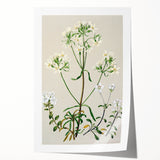 Realism Art Print of New Zealand Gentian - Vintage Botanical Illustration