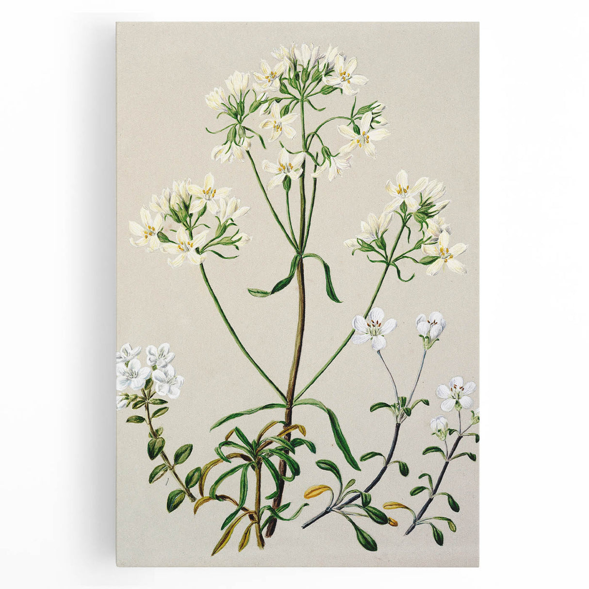 Realism Art Print of New Zealand Gentian - Vintage Botanical Illustration