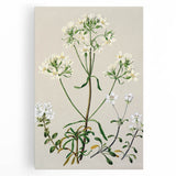 Realism Art Print of New Zealand Gentian - Vintage Botanical Illustration