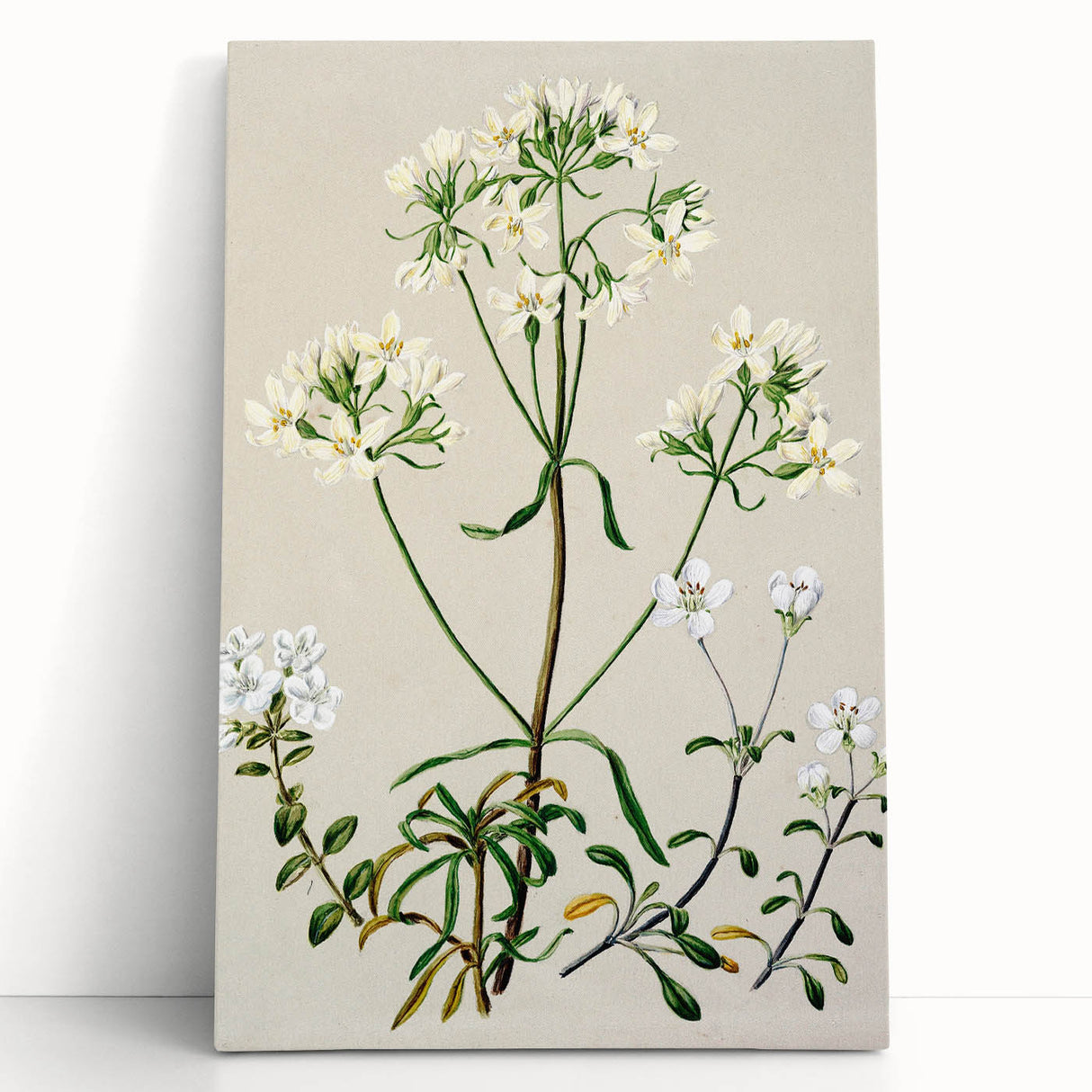Realism Art Print of New Zealand Gentian - Vintage Botanical Illustration