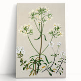 Realism Art Print of New Zealand Gentian - Vintage Botanical Illustration
