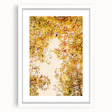 Abstract art print depicting autumnal trees in orange and yellow tones on a white framed canvas, ideal for dining room decor.