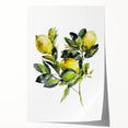 Extra large rolled print of assorted fruits in vibrant colors, ideal for art wall dining room or classy bathroom decor.