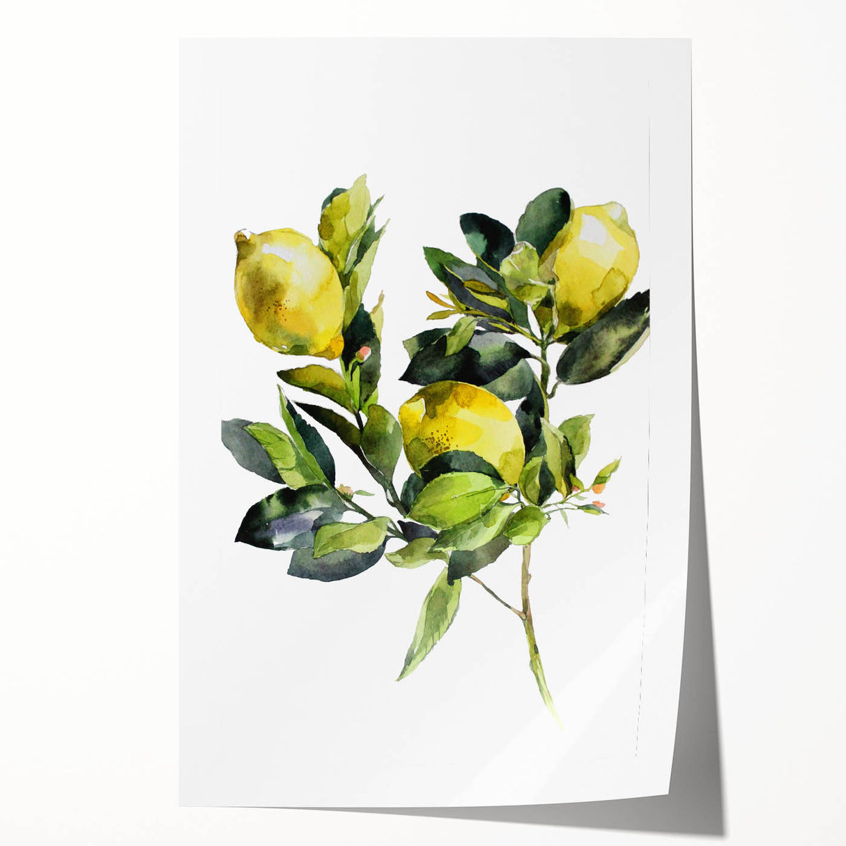Extra large rolled print of assorted fruits in vibrant colors, ideal for art wall dining room or classy bathroom decor.