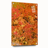 Large abstract wall art depicting fall foliage in red and orange tones on acrylic glass.