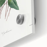 Neoclassical Art Print: Cyclamen by Redouté - Greco-Roman Style Wall Art