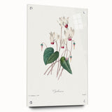 Neoclassical Art Print: Cyclamen by Redouté - Greco-Roman Style Wall Art