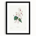 Neoclassical Art Print: Cyclamen by Redouté - Greco-Roman Style Wall Art