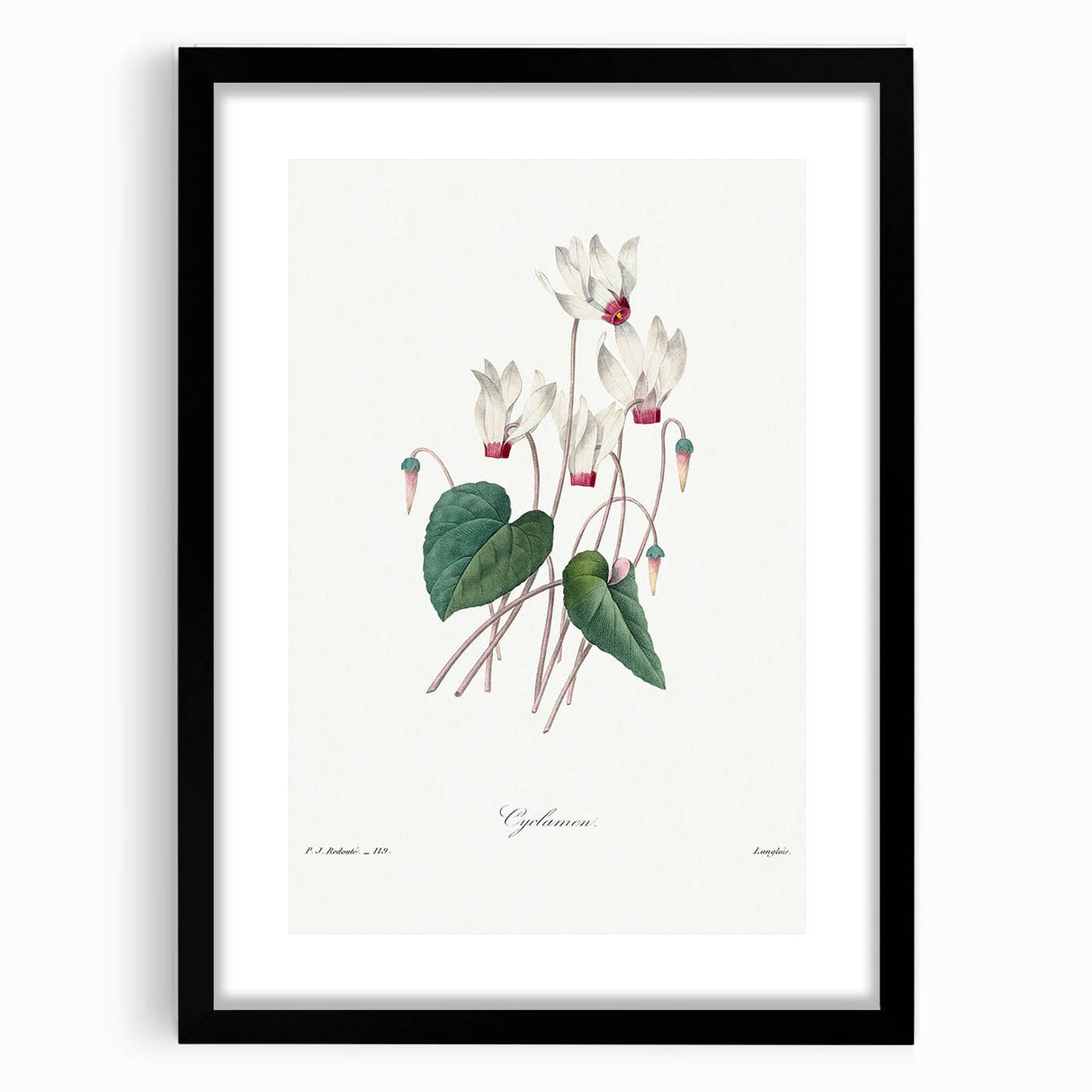 Neoclassical Art Print: Cyclamen by Redouté - Greco-Roman Style Wall Art