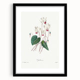Neoclassical Art Print: Cyclamen by Redouté - Greco-Roman Style Wall Art