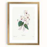 Neoclassical Art Print: Cyclamen by Redouté - Greco-Roman Style Wall Art