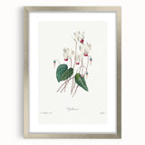 Neoclassical Art Print: Cyclamen by Redouté - Greco-Roman Style Wall Art