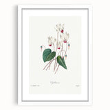 Neoclassical Art Print: Cyclamen by Redouté - Greco-Roman Style Wall Art