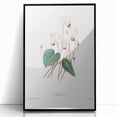 Neoclassical Art Print: Cyclamen by Redouté - Greco-Roman Style Wall Art