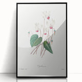 Neoclassical Art Print: Cyclamen by Redouté - Greco-Roman Style Wall Art