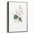 Neoclassical Art Print: Cyclamen by Redouté - Greco-Roman Style Wall Art