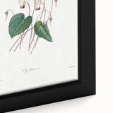 Neoclassical Art Print: Cyclamen by Redouté - Greco-Roman Style Wall Art