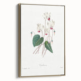 Neoclassical Art Print: Cyclamen by Redouté - Greco-Roman Style Wall Art