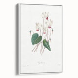 Neoclassical Art Print: Cyclamen by Redouté - Greco-Roman Style Wall Art