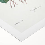 Neoclassical Art Print: Cyclamen by Redouté - Greco-Roman Style Wall Art