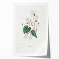 Neoclassical Art Print: Cyclamen by Redouté - Greco-Roman Style Wall Art