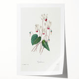 Neoclassical Art Print: Cyclamen by Redouté - Greco-Roman Style Wall Art