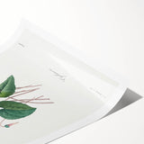 Neoclassical Art Print: Cyclamen by Redouté - Greco-Roman Style Wall Art