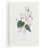 Neoclassical Art Print: Cyclamen by Redouté - Greco-Roman Style Wall Art