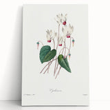 Neoclassical Art Print: Cyclamen by Redouté - Greco-Roman Style Wall Art