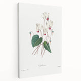 Neoclassical Art Print: Cyclamen by Redouté - Greco-Roman Style Wall Art