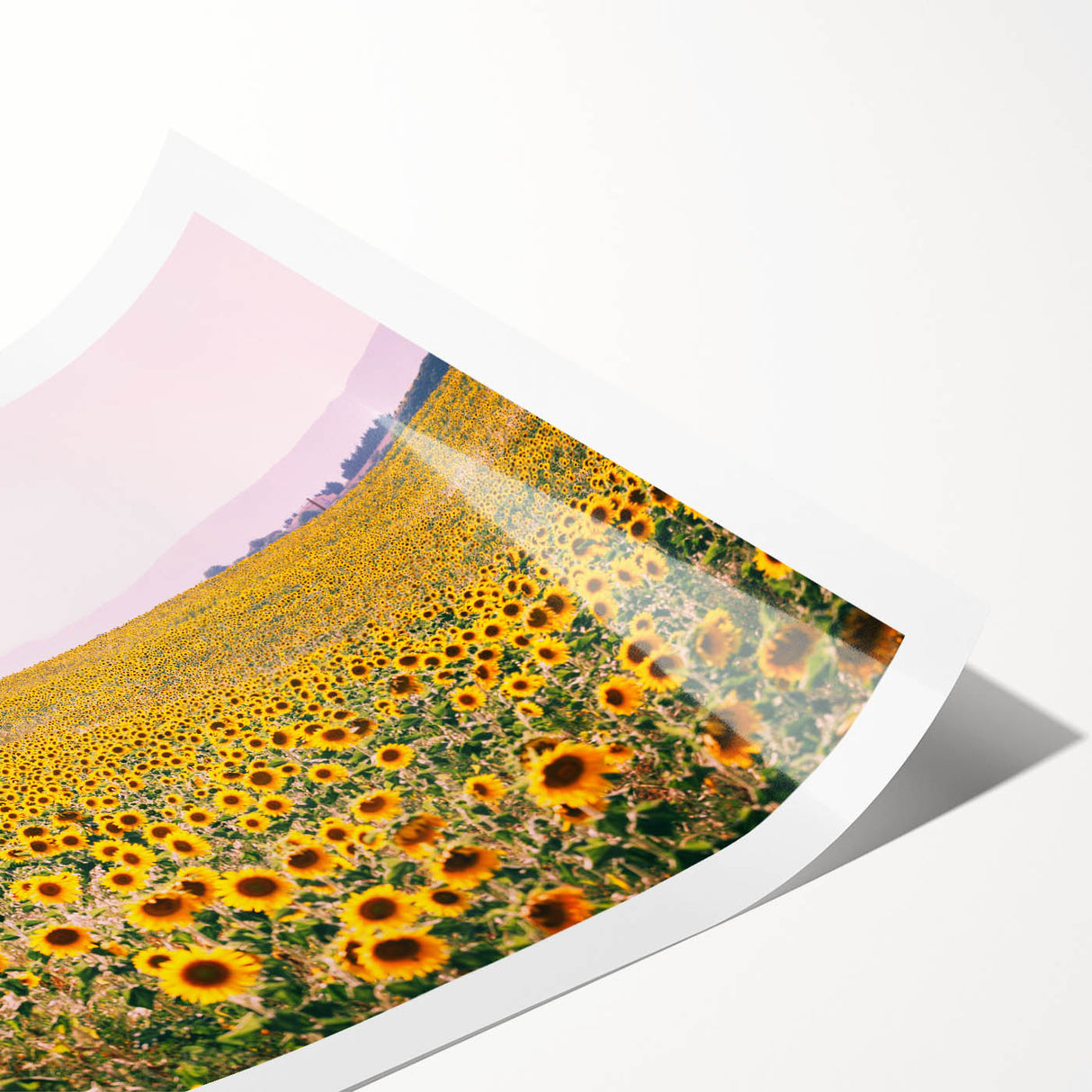 Extra large wall art featuring line art flowers in soft pastel shades on a rolled print.