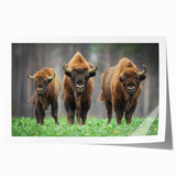 Rolled print of a European scenery depicting Polish landscapes in soft pastel shades, ideal for art wall dining room.