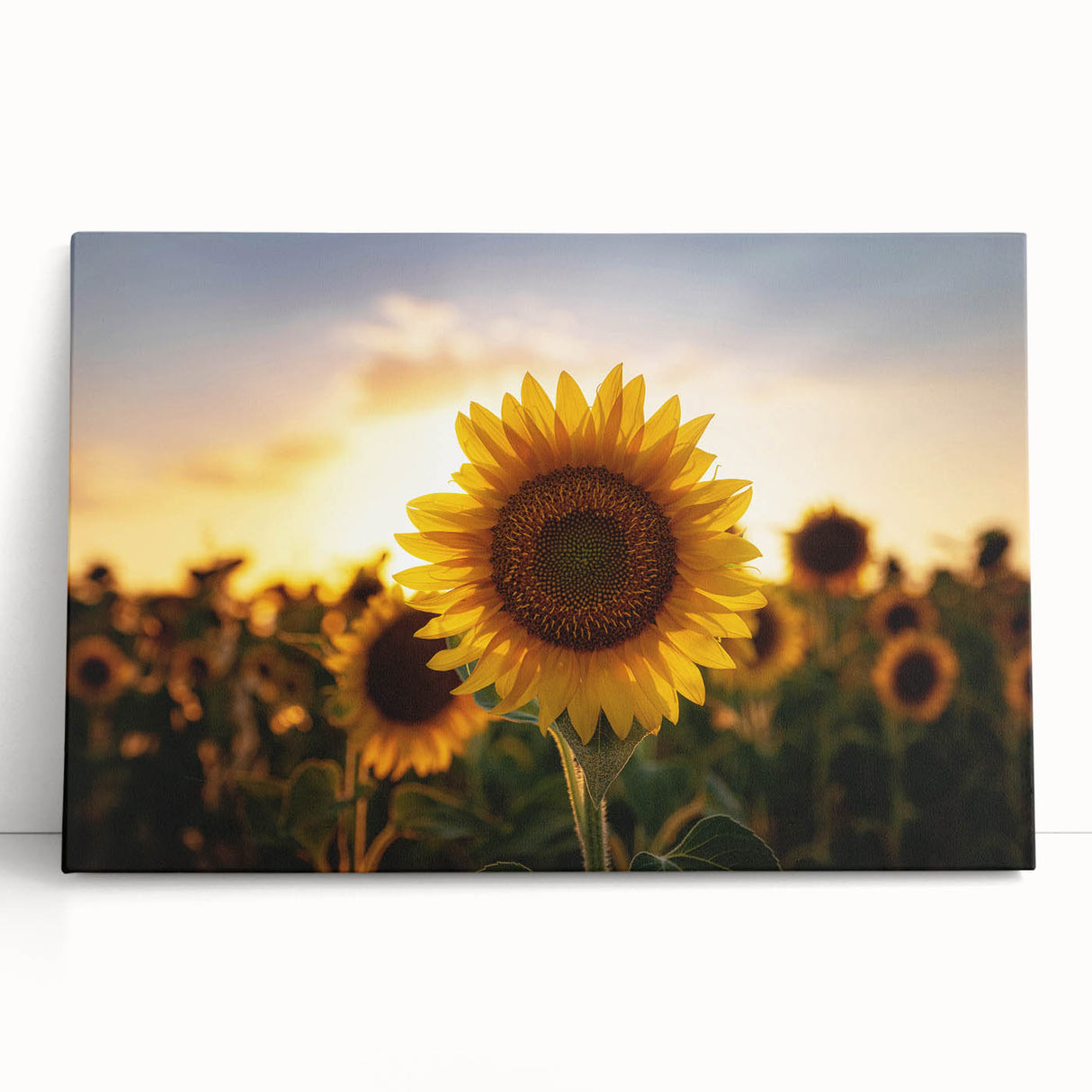 Black and white photograph of Kansas scenery on a large stretched canvas, ideal for kitchen wall art or bedroom decor.