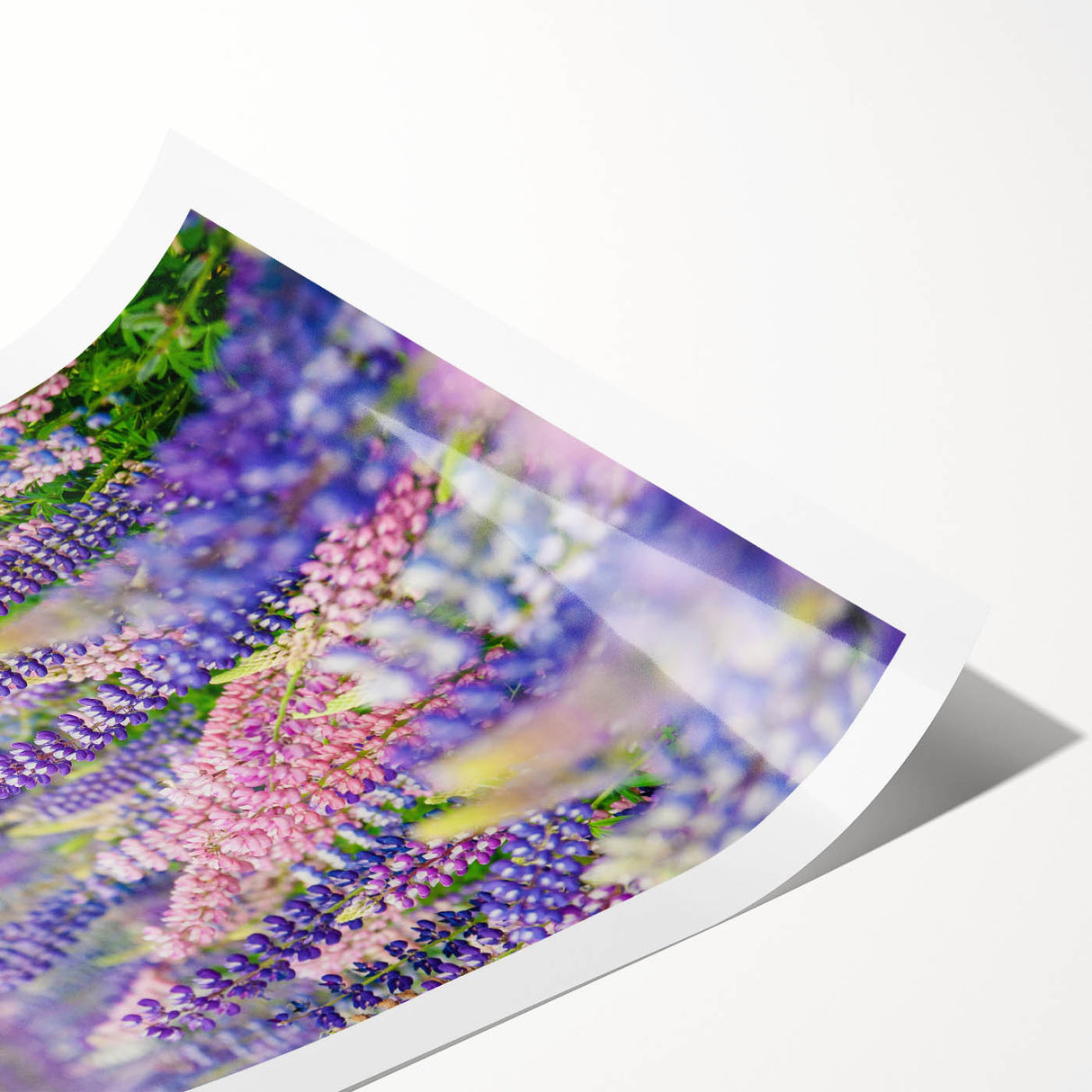 Extra large rolled print featuring line art flowers in black on white, ideal for large living room wall art.
