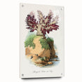 Romanticism Art - Spongode Coral Study - Classic Romantic Print
