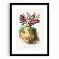 Romanticism Art - Spongode Coral Study - Classic Romantic Print
