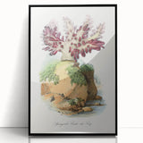 Romanticism Art - Spongode Coral Study - Classic Romantic Print