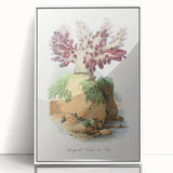 Romanticism Art - Spongode Coral Study - Classic Romantic Print