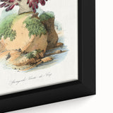 Romanticism Art - Spongode Coral Study - Classic Romantic Print