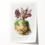 Romanticism Art - Spongode Coral Study - Classic Romantic Print