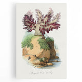 Romanticism Art - Spongode Coral Study - Classic Romantic Print