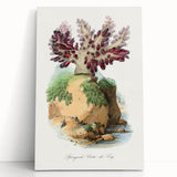 Romanticism Art - Spongode Coral Study - Classic Romantic Print