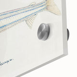 Realism Art Print of Argentina Elongata - Vintage Marine Life Illustration